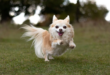 Chihuahua: le caratteristiche di uno dei cani più piccoli