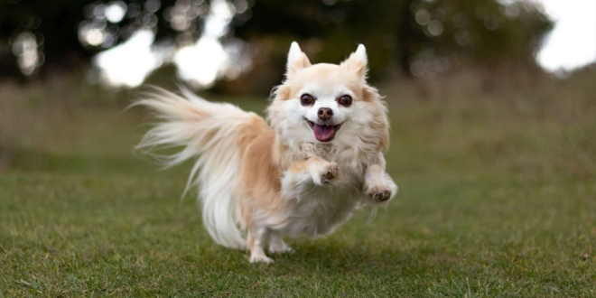 Chihuahua: le caratteristiche di uno dei cani più piccoli